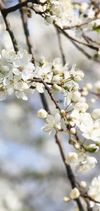 Flower Plant Tree Live Wallpaper