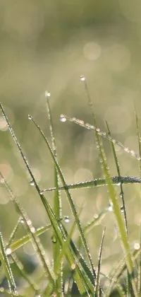 Plant Grass Dew Live Wallpaper