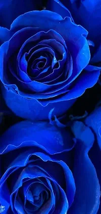 Blue Roses Glow Live Wallpaper - free download