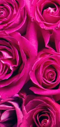 6 Hot Pink Roses in a Vase – BloomsByMarie