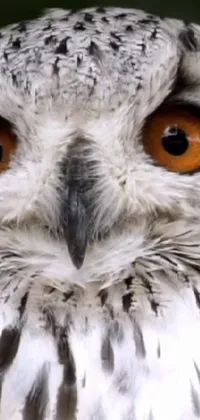 Bird Grey Organism Live Wallpaper