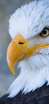 Bird Beak Eagle Live Wallpaper