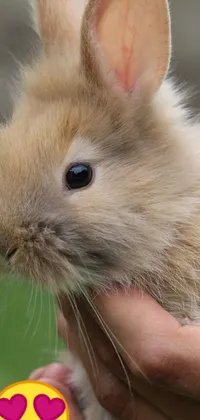 Plant Snout Whiskers Live Wallpaper