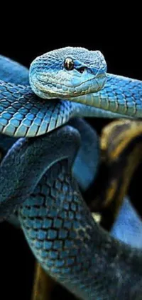 Reptile Electric Blue Macro Photography Live Wallpaper