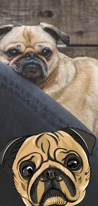 Carnivore Dog Mammal Live Wallpaper