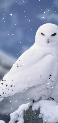 Bird Sky Snow Live Wallpaper