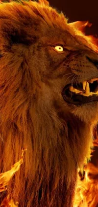 Carnivore Snout Felidae Live Wallpaper