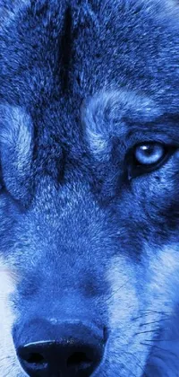 Water Painting Carnivore Live Wallpaper