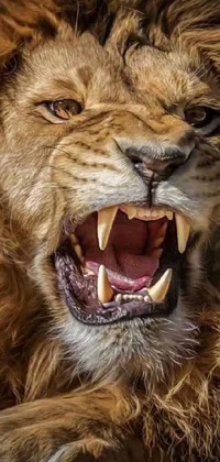Carnivore Felidae Head Live Wallpaper