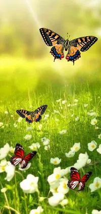 Flower Plant Arthropod Live Wallpaper