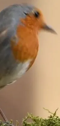 Plant Bird Wildlife Live Wallpaper