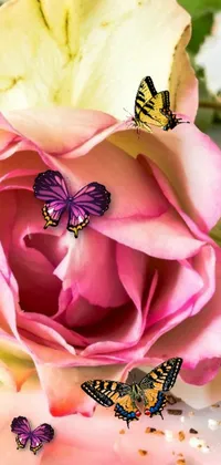Flower Plant Petal Live Wallpaper