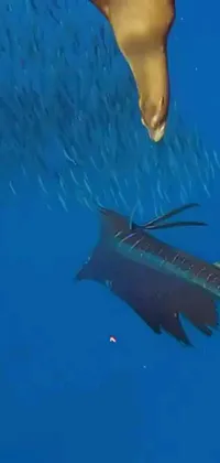 Water Blue Underwater Live Wallpaper