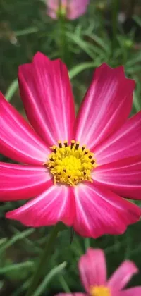 Flower Plant Grass Live Wallpaper