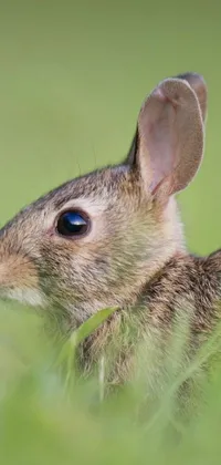 Whiskers Terrestrial Animal Rabbit Live Wallpaper