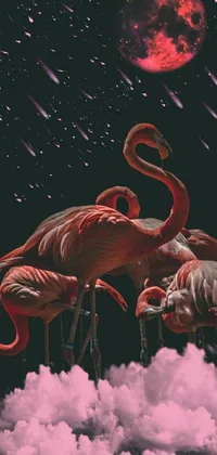 Red Bird Pink Live Wallpaper