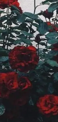 Flower Plant Red Live Wallpaper