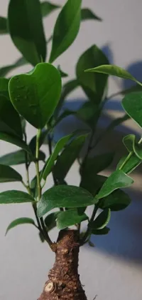 Plant Tree Leaf Live Wallpaper