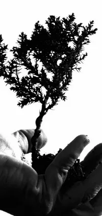 Plant Sky Leaf Live Wallpaper