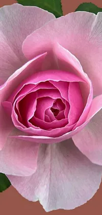 Flower Plant Petal Live Wallpaper