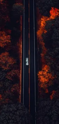 Orange Wood Branch Live Wallpaper