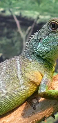 Lizard Reptile Grass Live Wallpaper