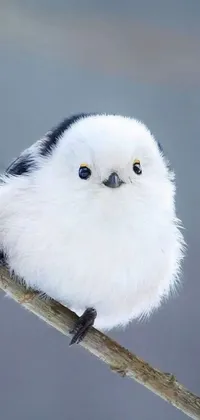 Bird Wildlife Beak Live Wallpaper