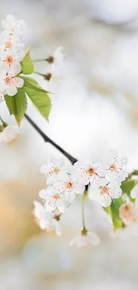 Flower Plant Tree Live Wallpaper