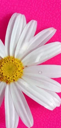 Flower Plant Wheel Live Wallpaper