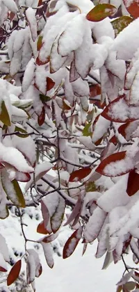Plant Snow Branch Live Wallpaper