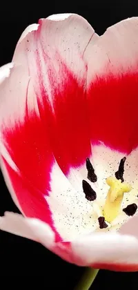Flower Plant Red Live Wallpaper