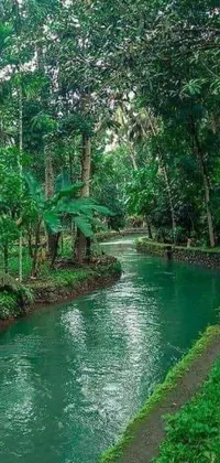 Water Plant Tree Live Wallpaper