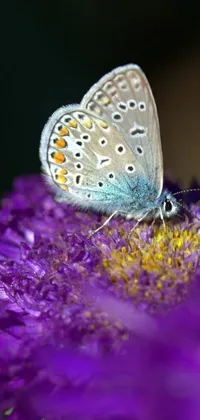 Flower Plant Arthropod Live Wallpaper
