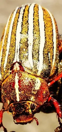 Invertebrate Arthropod Beetle Live Wallpaper