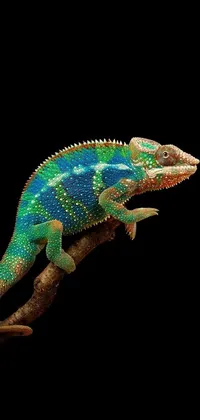 Lizard Reptile Electric Blue Live Wallpaper