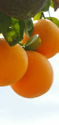 Orange Food Fruit Live Wallpaper