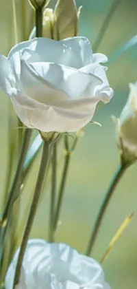 Flower Plant Grass Live Wallpaper