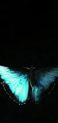 Electric Blue Arthropod Butterfly Live Wallpaper