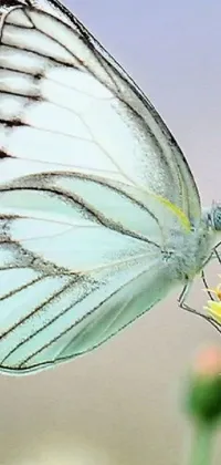 White Invertebrate Arthropod Live Wallpaper