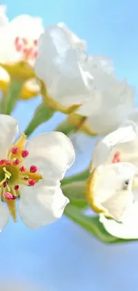 Flower Petal White Live Wallpaper