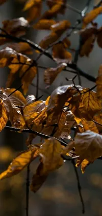 Brown Leaf Spring Live Wallpaper