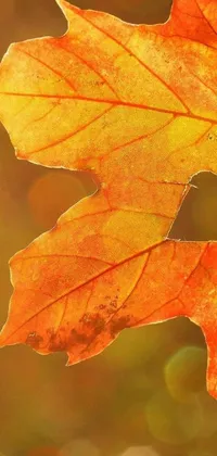 Orange Autumn Leaf Live Wallpaper