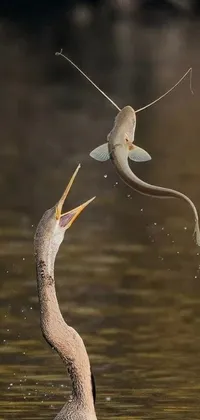Bird Fluid Liquid Live Wallpaper