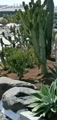 Leaf Cactus Herbaceous Plant Live Wallpaper