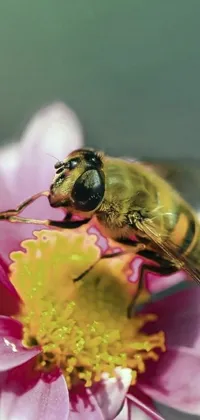 Flower Plant Animal Live Wallpaper