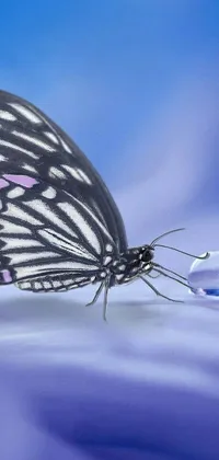 Water Sky Arthropod Live Wallpaper