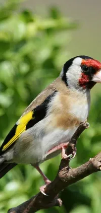 Plant Bird Beak Live Wallpaper