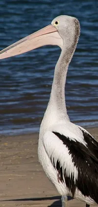Water Bird Lake Live Wallpaper