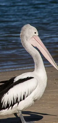Water Bird Lake Live Wallpaper