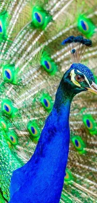 Bird Electric Blue Green Live Wallpaper